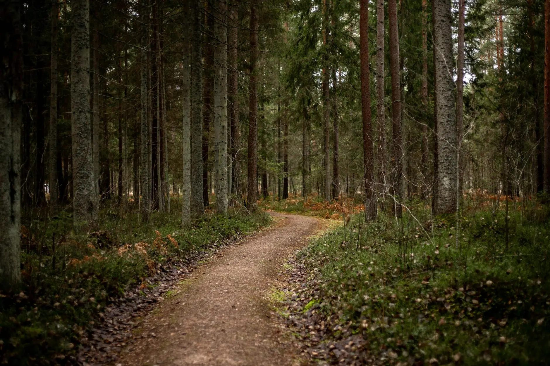 Walking: The Most Underrated Form of Exercise